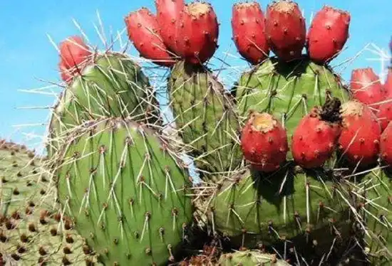Reduce Inflammation Naturally with Prickly Pear Extract
